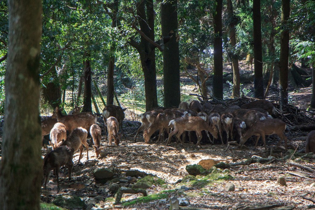 13-Wild deer in the Nara Park.jpg